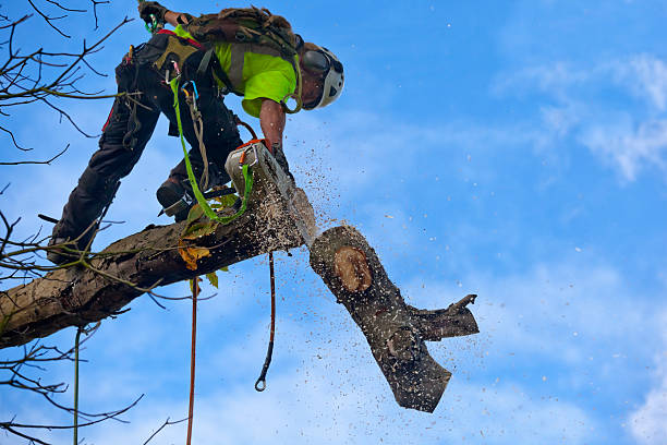 Baldwin, MI Tree Services Company